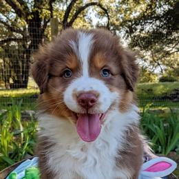 Australian Shepherds from The Mead Ranch