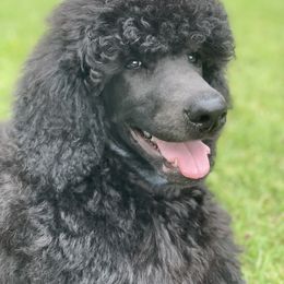 Poodle and Silken Windhound Puppies from Valora Poodles