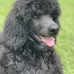 Poodle and Silken Windhound Puppies from Valora Poodles