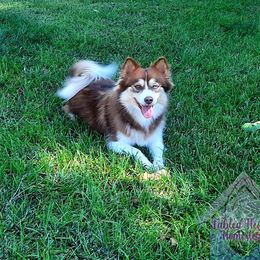 Ruby  - Pomsky