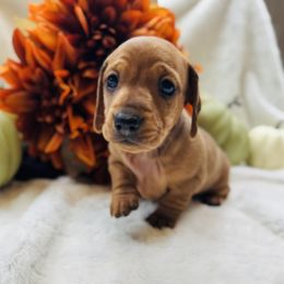 Girl 2 - Dapple female Dachshund puppy in Andalusia, Alabama from Sweet Home Alabama Dachshunds