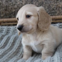 Dachshund Puppies from Rustic Bark Page's Dachshunds