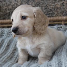 Dachshund Puppies from Rustic Bark Page's Dachshunds