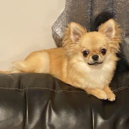 Chihuahuas from Sun Rize chihuahuas