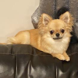 Chihuahuas from Sun Rize chihuahuas
