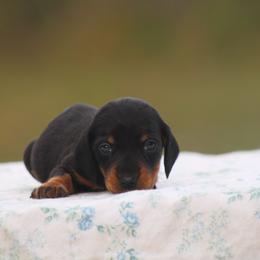 Onyx - Black and tan male Dachshund puppy in Okeechobee, Florida from Far Far Away Dachshunds