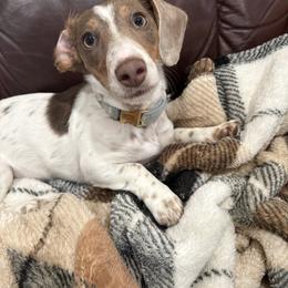 Dachshund Puppies from Dandelion Doxies