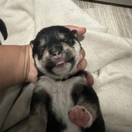 Luffy - Black and tan male Shiba Inu puppy in Lehigh Acres, Florida from SWFL Happy Dogs