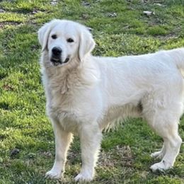 Magnum - Golden Retriever