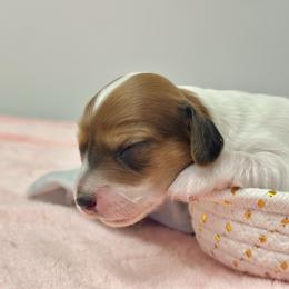Daisybelle - Piebald female Dachshund puppy in Lakeland, Florida from Elite Doxies Florida
