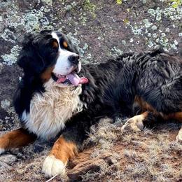 Bernese Mountain Dogs from Painted Desert Bernese Mountain Dogs