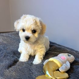 Girl 1 - White and buff female Bichon Frise puppy in Greensboro, North Carolina from Luna Llena Bichons