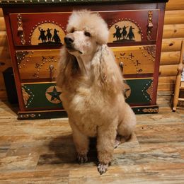 Schroeder - Poodle