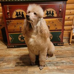 Schroeder - Poodle