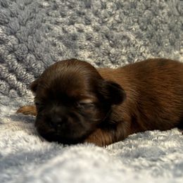 Dark brindle - Brindle female Shih Tzu puppy in Sharon, Pennsylvania from Keystone Danes and Shih tzus