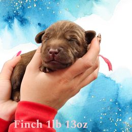 Finch - Chocolate female Dilute Retriever puppy in Sidney, Nebraska from Nebraska Strong Labradors