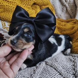 Puppy 4 - Black and cream female Dachshund puppy in Clayton, Indiana from Love Struck Miniature Dachshunds