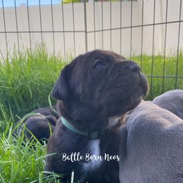 Neapolitan Mastiff Puppies from Battle Born Neos