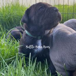 Neapolitan Mastiff Puppies from Battle Born Neos