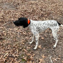 Brittanys, German Shorthaired Pointers, and Labrador Retrievers from SlickRock Retrievers