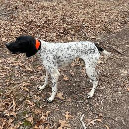 Brittanys, German Shorthaired Pointers, and Labrador Retrievers from SlickRock Retrievers