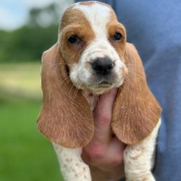 Kimi - Lemon and white female Basset Hound puppy in Oronogo, Missouri from Dutton's Show Me Farms