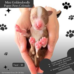 Teal - Red  male Goldendoodle puppy in Fort Lupton, Colorado from Puppy Paws Colorado