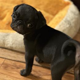 Romeo - Black male Pug puppy in Indian Trail, North Carolina from Love Pugs