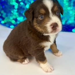 Rosie - Red tri female Toy Australian Shepherd puppy in Smithville, Arkansas from Cooper Creek Aussies