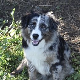 Icy - Miniature Australian Shepherd