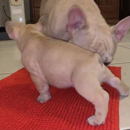 French Bulldog Puppies from Monarchy's Finest French Bulldogs