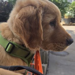 Golden Retriever Puppies from City Goldens