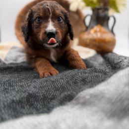 Steel unfurnished - Sable male Bernedoodle puppy in Ocala, Florida from Bernedoodles of Florida