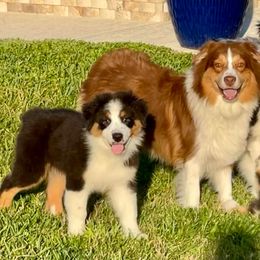 Australian Shepherd Puppies from Emerald Mists Australian Shepherds