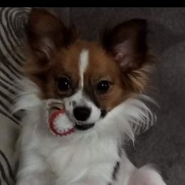 Lola - Papillon