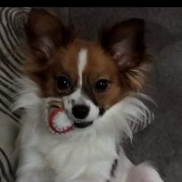 Lola - Papillon