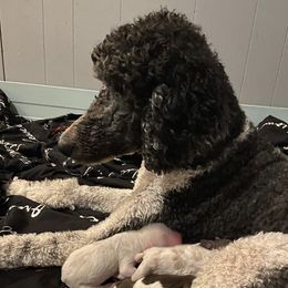 Poodles from Cartmell Standards