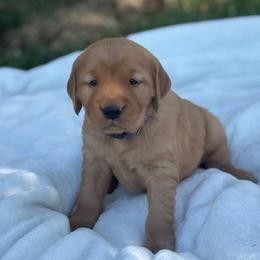 Purple Girl - Dark golden female Golden Retriever puppy in Utah from Deseret Peak Goldens