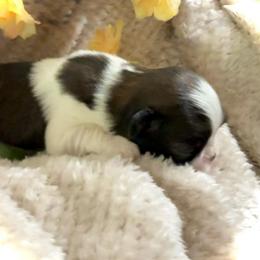 Girl 3 - Sable and white female Japanese Chin puppy in Davisville, Missouri from Uniquely Yours, Shelly’s Japanese Chins