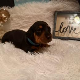 Blue collar - Black and tan male Dachshund puppy in New Jersey from Bergamo’s  Dachshunds