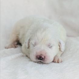 Red - White male Great Pyrenees puppy in Yakima, Washington from Naches Heights Ranch