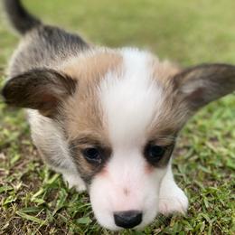 Female 1 - Sable female Pembroke Welsh Corgi puppy in Hueytown, Alabama from AAA Corgis
