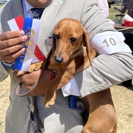 Shay - Dachshund