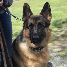 German Shepherds from End of the Trail Farm & Kennels