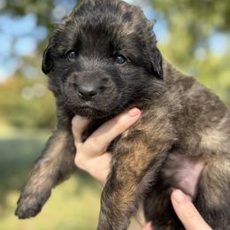 Girl 1 (Beatrix) - Reddish brown female Leonberger puppy in Manchester, Tennessee from Bois D’Arc Leonbergers
