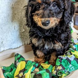 Aussiedoodle, Australian Shepherd, Bernedoodle, Cockapoo, and Poodle Puppies from Sis' Doodles & Poodles