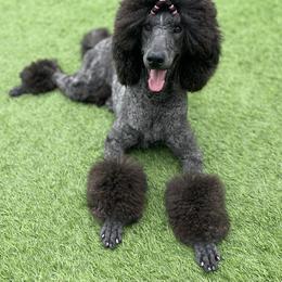 Vika - Poodle
