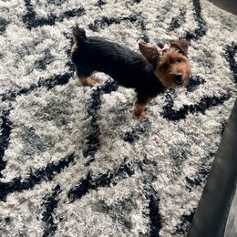 Yorkshire Terrier Puppies from Many Minnie Yorkies