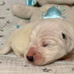Dalmatian and Labrador Retriever Puppies from ECMO Farm Dalmatians & Labrador Retrievers