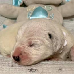 Dalmatian and Labrador Retriever Puppies from ECMO Farm Dalmatians & Labrador Retrievers